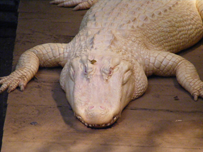 Albino Alligator, Dallas Zoo, Dallas, Texas (2011)