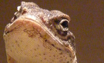 Animals Logo