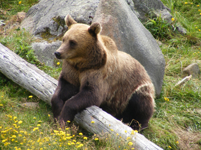 Brown Bear, Ranua Zoo, Ranua, Finland (2013)