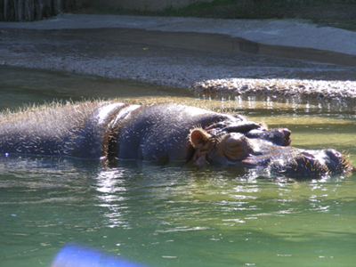 Hippo, Dallas Zoo, Dallas, Texas (2011)