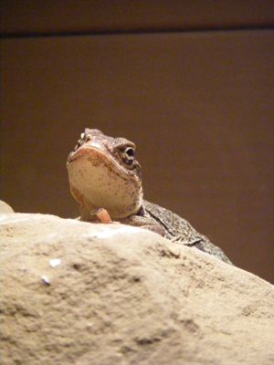 Lizard, Dallas Zoo, Dallas, Texas (2011)