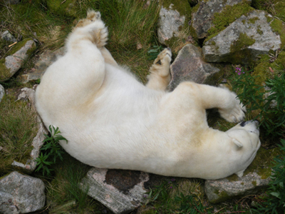 Polar Bear, Ranua Zoo, Ranua, Finland (2013)