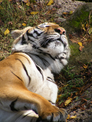 Tiger, Ft. Worth Zoo, Ft. Worth, Texas (2011)