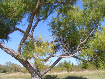 Arbor Hills Park, Plano, Texas (2011)