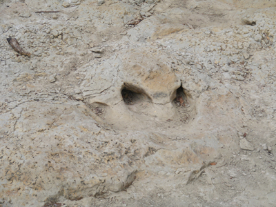 Dinosaur Valley State Park, Glen Rose, Texas (2011)