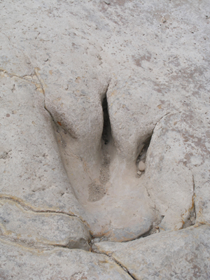 Dinosaur Valley State Park, Glen Rose, Texas (2011)