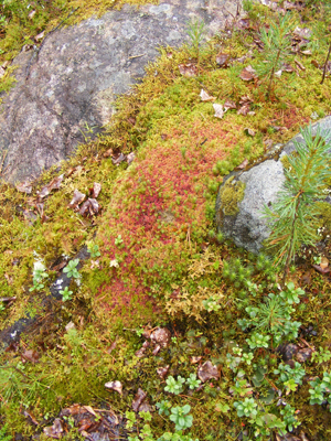 Hepoköngäs, Puolanka, Finland (2013)