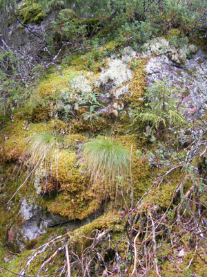 Hepoköngäs, Puolanka, Finland (2013)