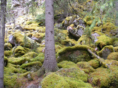 Hepoköngäs, Puolanka, Finland (2013)