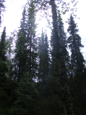 Hepoköngäs, Puolanka, Finland (2013)
