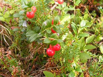 Lapland, Finland (2013)
