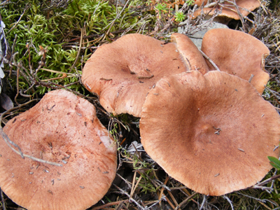 Lapland, Finland (2013)