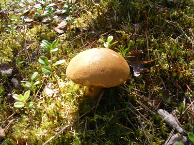 Raahe, Finland (2013)
