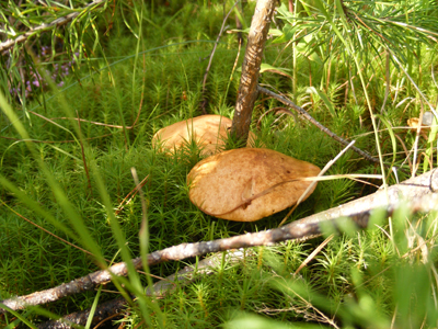 Raahe, Finland (2013)